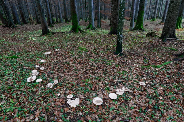 fairy ring, mushroom circle in a primary forest in the austrian alps