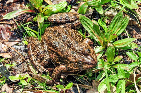 giant lake frog (Pelophylax ridibundus)