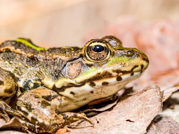 giant lake frog (Pelophylax ridibundus)