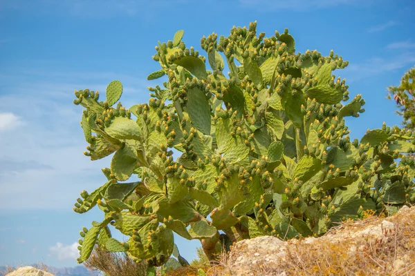 Cactus de pera espinosa en la costa sur de España —  Fotos de Stock