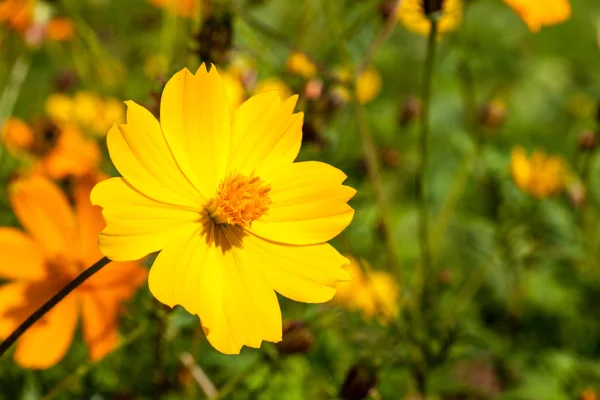 Gros plan fleur de cosmos jaune dans le champ et journée ensoleillée parfaite — Photo