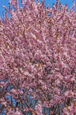 Bahar çiçekleri, Dnipro şehri, Ukrayna 