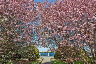 Bahar çiçekleri, Dnipro şehri, Ukrayna 