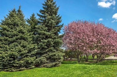 Bahar çiçekleri, Dnipro şehri, Ukrayna 