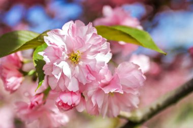 Sakura çiçeği, Dinyeper Ulusal Demiryolu Taşımacılığı Üniversitesi Akademisyen V. Lazaryan 'ın adını almıştır, Dinyeper şehir, Ukrayna 