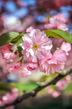 Sakura çiçeği, Dinyeper Ulusal Demiryolu Taşımacılığı Üniversitesi Akademisyen V. Lazaryan 'ın adını almıştır, Dinyeper şehir, Ukrayna 