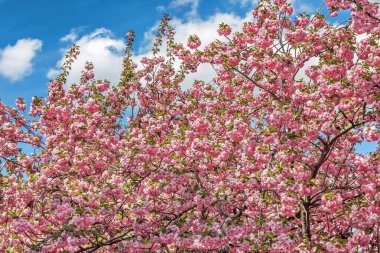 Sakura çiçeği, Dinyeper Ulusal Demiryolu Taşımacılığı Üniversitesi Akademisyen V. Lazaryan 'ın adını almıştır, Dinyeper şehir, Ukrayna 