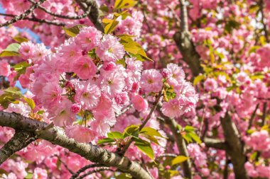 Sakura çiçeği, Dinyeper Ulusal Demiryolu Taşımacılığı Üniversitesi Akademisyen V. Lazaryan 'ın adını almıştır, Dinyeper şehir, Ukrayna 