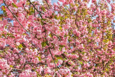 Sakura çiçeği, Dinyeper Ulusal Demiryolu Taşımacılığı Üniversitesi Akademisyen V. Lazaryan 'ın adını almıştır, Dinyeper şehir, Ukrayna 