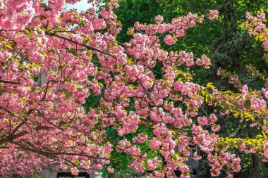 Sakura çiçeği, Dinyeper Ulusal Demiryolu Taşımacılığı Üniversitesi Akademisyen V. Lazaryan 'ın adını almıştır, Dinyeper şehir, Ukrayna  