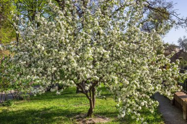 Ukrayna, Dnipropetrovsk, Şekil Değiştirme Katedrali, Ukrayna Ortodoks Kilisesi, Katedral Meydanı, İlkbahar