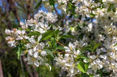 Ukrayna, Dnipropetrovsk, Şekil Değiştirme Katedrali, Ukrayna Ortodoks Kilisesi, Katedral Meydanı, İlkbahar