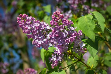 Ukrayna, Dnipropetrovsk, Şekil Değiştirme Katedrali, Ukrayna Ortodoks Kilisesi, Katedral Meydanı, İlkbahar