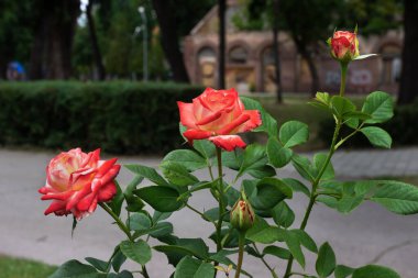 Ukrayna, Dnipropetrovsk, Globa Chkalov Park, Yaz Tiyatrosu, Rose Park