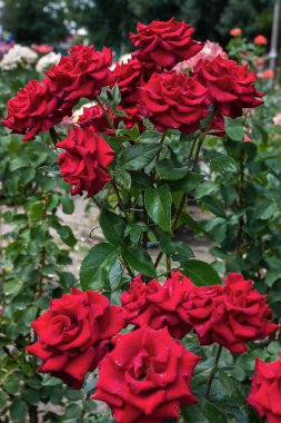 Ukrayna, Dnipropetrovsk, Globa Chkalov Park, Yaz Tiyatrosu, Rose Park