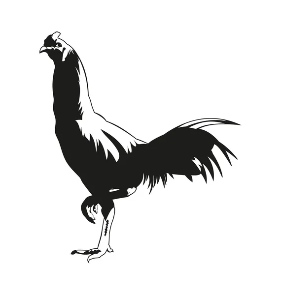 Thai fighting cock — Stock Vector