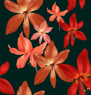 Amaryllis 'in kusursuz deseni