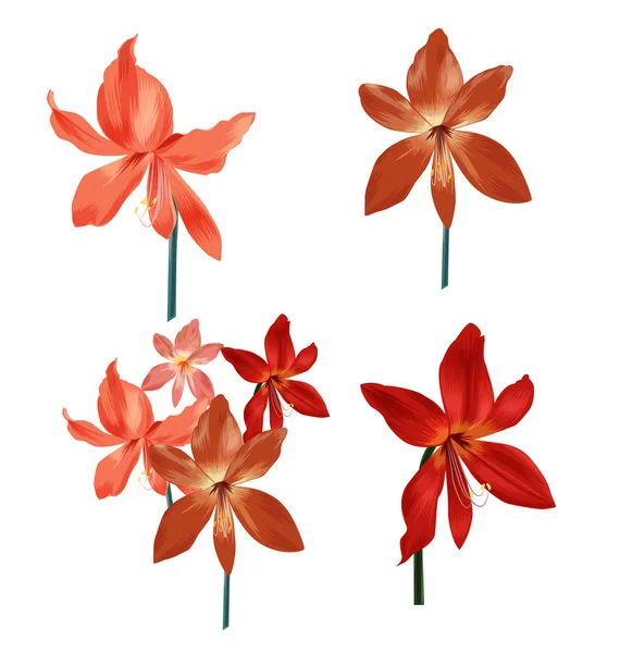 Ensemble de bouquets Amaryllis — Image vectorielle