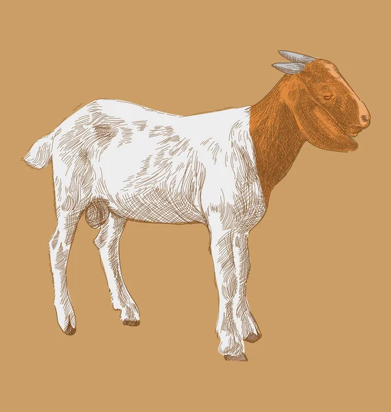 Ručně kreslená koza — Stockový vektor