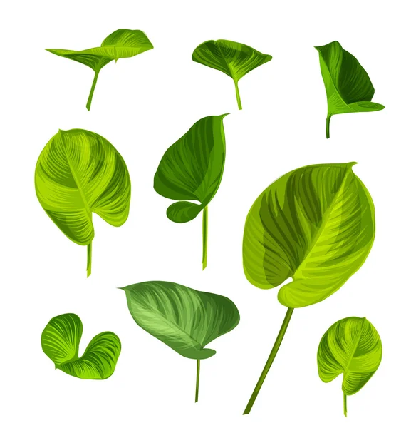 Groene blad set — Stockvector