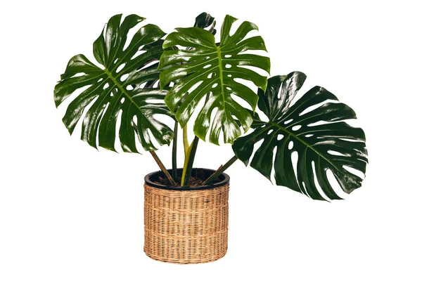 Saman sepetinde bir canavar saksısı