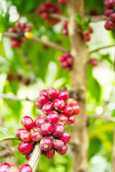 Coffee — Stock Photo, Image