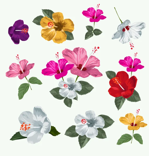 Conjunto de flores de hibisco — Vector de stock