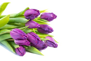 Beyaz arka planda mor, taze lale çiçekleri
