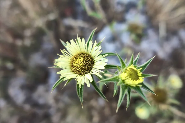 Stachelflöhe Pallenis Spinosa Gelbe Stachelige Blume Bei Sonnenuntergang — Stockfoto