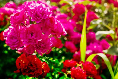 Güzel gül bush üzerinde