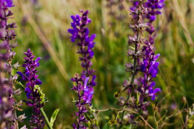 Arka plan bahar ve yaz vahşi mor kır çiçekleri ile