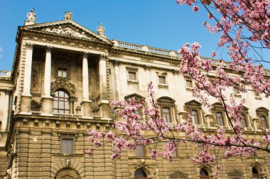 Pembe çiçekler ilkbaharda çiçek açması bir ağaç dalı