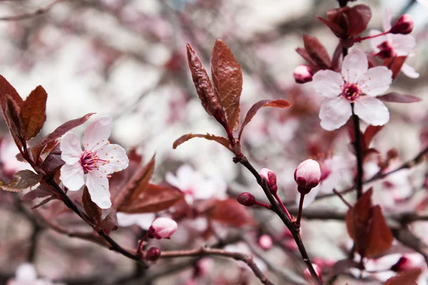 Nahaufnahme von rosafarbenen Blüten auf Kirschen im Frühling im Weinlese — Stockfoto