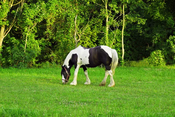 siyah ve beyaz at üstünde mera