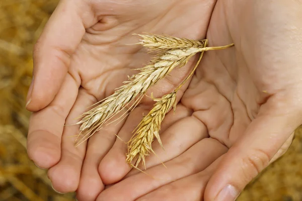 Tři klásky pšenice v rukou. Sklizeň pšenice. Člověk a příroda. Závod v rukou. — Stock fotografie