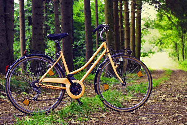 Orange bike on a path in the woods on a sunny summer day