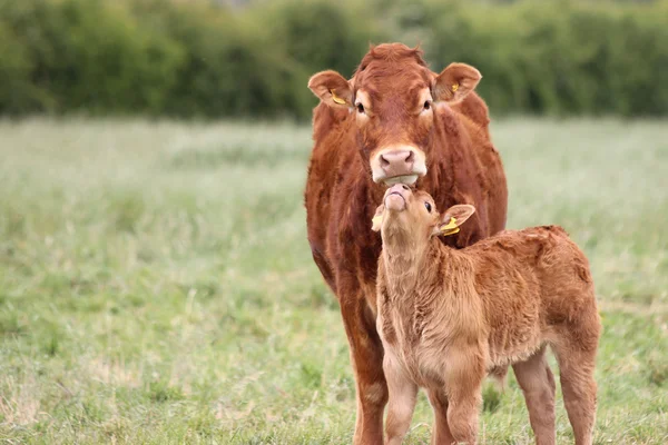 Moeder koe met een baby kalf in een veld. — Stockfoto