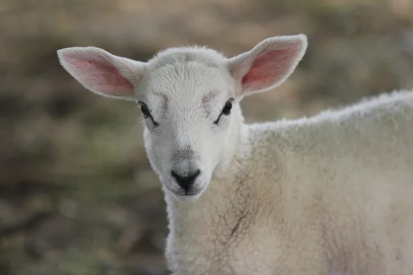 Owieczka wiosna, wpatrując się w aparat. — Zdjęcie stockowe