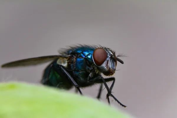 Nariz de mosca verde — Fotografia de Stock