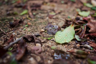 yaprakları yağmur damlaları ile