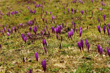 Erken baharda safran çiçeği