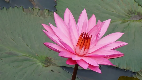 Virágos Pink lotus — Stock Fotó