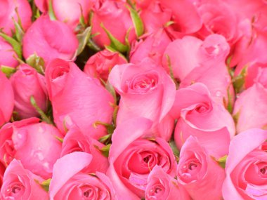 Doğa eleman güzellik rengi