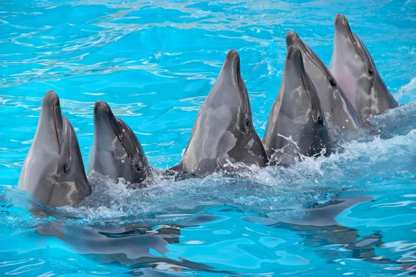 Sechs Delfine — Stockfoto