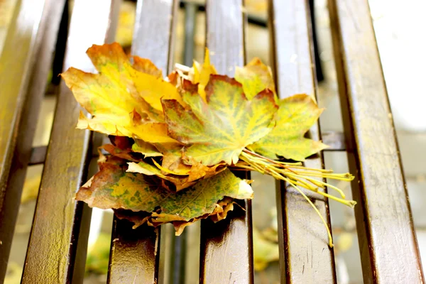 Leaves — Stock Photo, Image