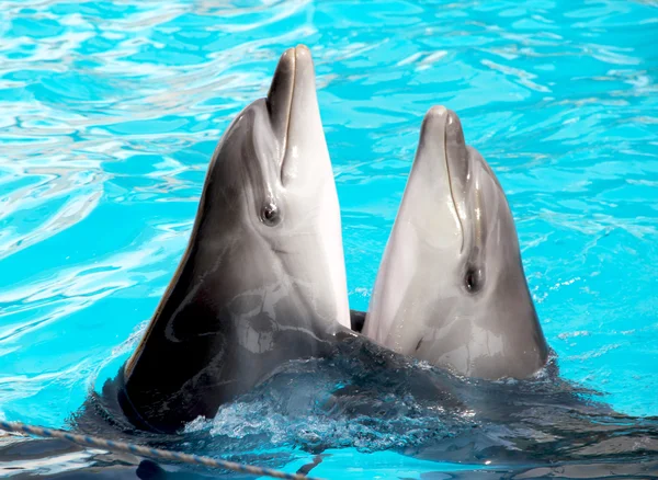 Dos delfines. — Foto de Stock