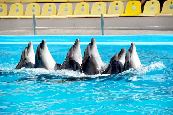 Six Dolphins — Stock Photo, Image