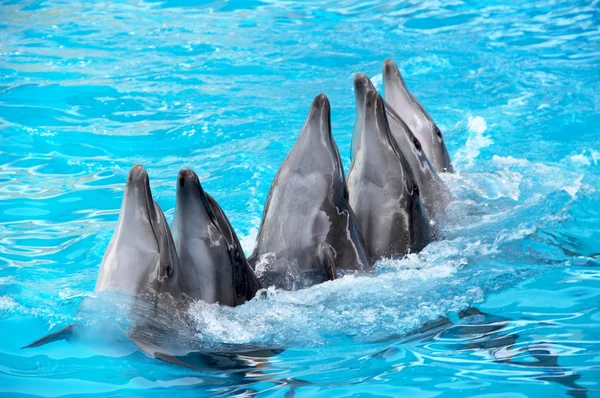 六个海豚 — 图库照片
