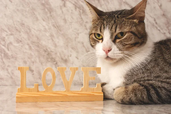 Beautiful Kitten Resting Marble Table Word Love Front Kitten —  Fotos de Stock