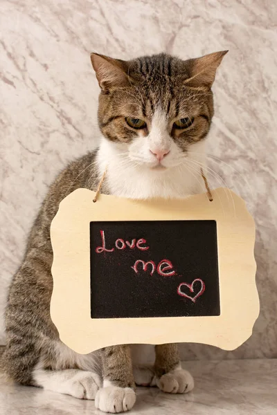 Pet Portrait Valentine Message Saint Valentine Message Written Blackboard —  Fotos de Stock